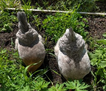 Odla, kompostera och hönsa – allt i en vanlig villaträdgård!