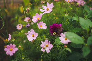 Sommarblomsvandring